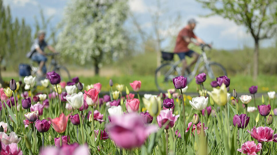 Traumfahrt druch den Frühling: Auf dem Bodensee-Rundwanderweg (hier bei Moos auf der Höri) verbrachten gestern zahlreiche Menschen einen ...