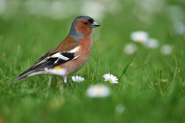 Bild 7: Anleitung: Das fressen die verschiedenen Vogelarten in unserer Region