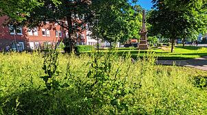 Hohes Gras in der Ringanlage: Die Verwaltung gibt an, für Mäharbeiten dort mittlerweile weniger Zeit zu haben.