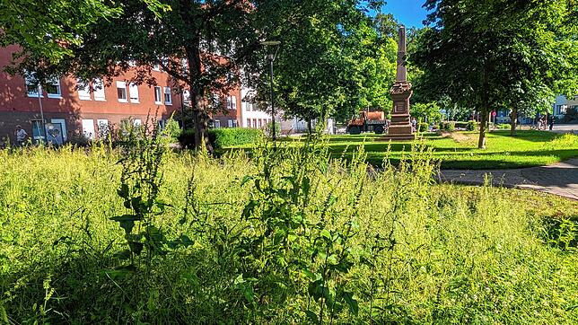 Hohes Gras in der Ringanlage: Die Verwaltung gibt an, für Mäharbeiten dort mittlerweile weniger Zeit zu haben.