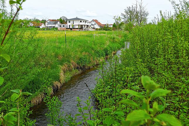 Am Auenbach in Sauldorf ist der Biber nahe einem Wohngebiet aktiv. | Bild: Heinrich Sturm