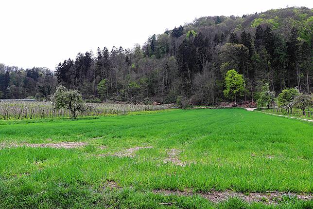 Bild 19: Streit um das Freiwiesle: So sieht die Streuobstwiese aktuell aus