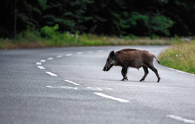 Wildschweine, hier ein Symbolbild, können bis zu 150 Kilogramm wiegen. Beim Unfall „tut es einen gewaltigen Schlag“, sagt ...