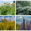 Riesen-Bärenklau, Japanischer Staudenknöterich, Kanadische Goldrute und Vielblättrige Lupine (von links oben nach recht unten, ...