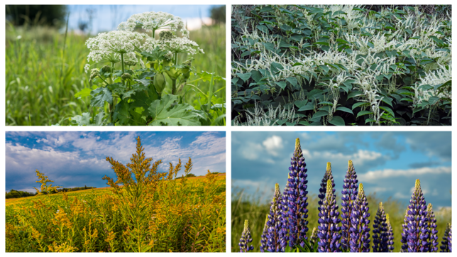 Riesen-Bärenklau, Japanischer Staudenknöterich, Kanadische Goldrute und Vielblättrige Lupine (von links oben nach recht unten, ...