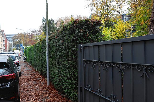 Die zwei bis drei Meter hohe Hecke zwischen See-, Glärnisch- und Zumsteinstraße ist laut Bebauungsplan Seehausen nicht erlaubt, da sie ...
