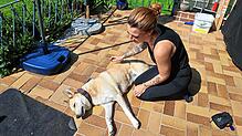 Sabrina Gutt ist eine mobile Tierphysiotherapeutin aus Waldhausen. Auch ihre eigene Hündin Lola behandelt sie mit Massagen und ...