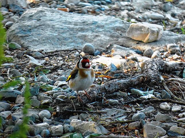 Der Stieglitz, der Vogel des Jahres 2016, ist auch in den Gebieten rund um den Bodensee zu finden. Bild: Leona Löhle
