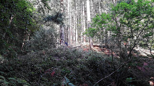 Suchbild mit Wildnisguide: Nur 20 Meter den Hang hinauf ist Christian Pruy kaum noch zu erkennen.