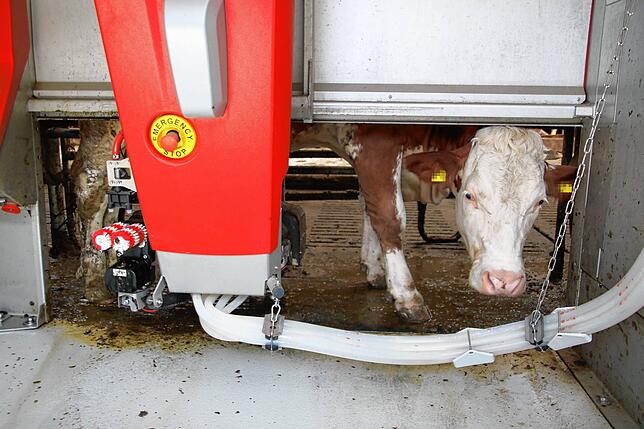 Die Kühe können selbstständig in den Melkstand laufen. Der Melkroboter reinigt dann das Euter und pumpt die Milch ab.