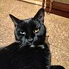 Kater Mavis, der von Leonberg bis nach Villingen-Schwenningen gekommen ist und dort gefunden wurde.
