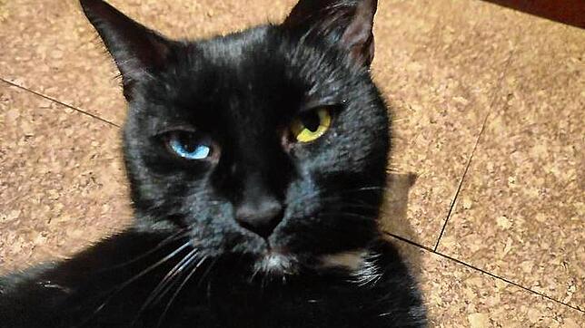 Kater Mavis, der von Leonberg bis nach Villingen-Schwenningen gekommen ist und dort gefunden wurde.