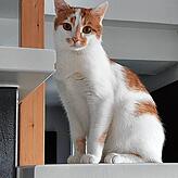 Kater Elmo ist Emmas Mitbewohner.
