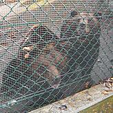 Die Bären Andy und Conny ahnen noch nicht, dass sie bald neue tierische Nachbarn bekommen. Zwei Wölfe kommen in ihr großes Freigehege.