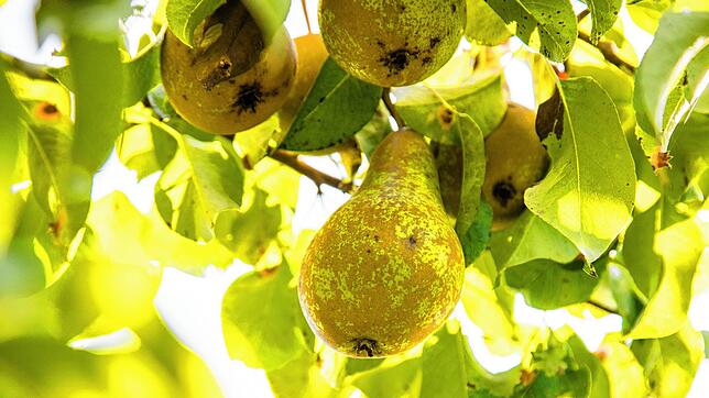 Im Apfelland rund um den Bodensee bauen immer mehr Bauern Birnen an. Der Klimawandel spielt ihnen in die Karten.