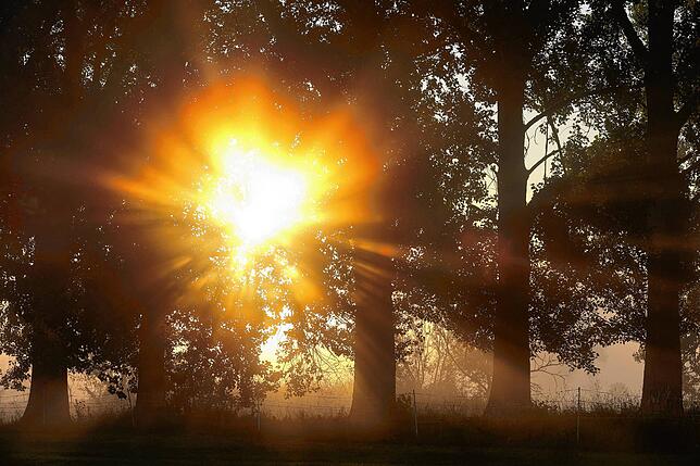 Die aufgehende Sonne schein hinter Bäumen durch den Morgennebel.
