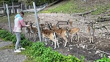 Eine Urlauberin aus der Schweiz füttert Wild im St. Blasier Wildgehege. Bild: Sahli