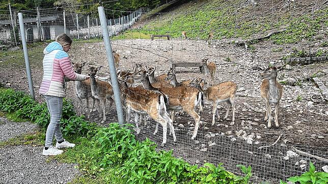 Eine Urlauberin aus der Schweiz füttert Wild im St. Blasier Wildgehege. Bild: Sahli