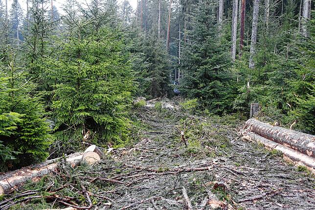 Bild 16: Bilder-Story: Rundgang im von den Sturmtiefs Sabine, Bianca und Diana beschädigten VS-Wald
