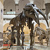 Eine Frau schaut sich das Skelett eines Gomphotherium an. Knochenteile und Backenzähne eines solchen Ur-Elefanten hat ein Hobbygeologe ...