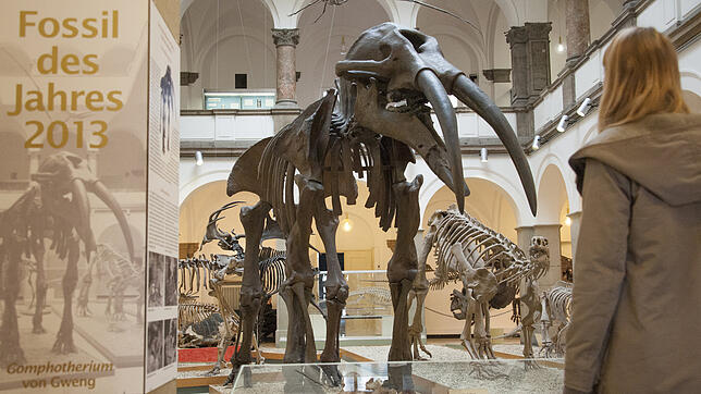 Eine Frau schaut sich das Skelett eines Gomphotherium an. Knochenteile und Backenzähne eines solchen Ur-Elefanten hat ein Hobbygeologe ...