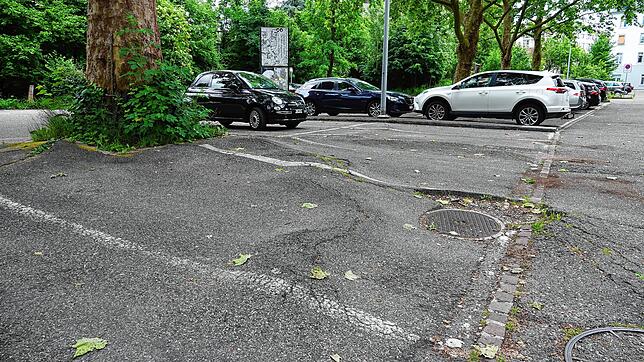 Die Baumwurzeln hinterlassen ihre Spuren beim Parkplatz Storchennest.