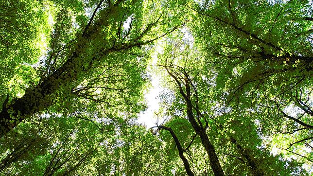 Letzte Ruhe im Wald: Der Rickenbacher Gemeinderat entscheidet am 15. November, ob im &bdquo;Maisenhardt&ldquo; künftig Waldbestattungen ...