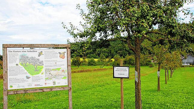 Probieren ist zwar erlaubt auf dem Streuobstlehrpfad, Pflücken und Sammeln im großen Stil soll aber unterlassen werden.
