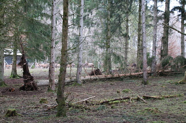 Im Rotwildgehege liegen mehrere umgestürzte Bäume. Da der Sturm auch den Zaun des großen Außengeheges beschädigte, können die Tiere nur ...