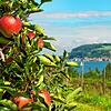 Auf der Höri wird &ndash; wie im Foto zum Beispiel in Wangen &ndash; unter anderem Obst, aber auch Gemüse angebaut. Die Trockenheit der ...