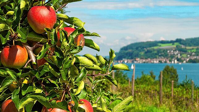 Auf der Höri wird &ndash; wie im Foto zum Beispiel in Wangen &ndash; unter anderem Obst, aber auch Gemüse angebaut. Die Trockenheit der ...