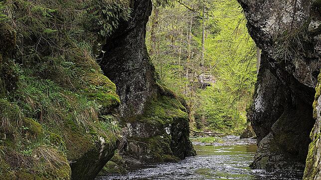 Die wilde Natur des Schwarzwaldes: Beim Rechenfelsen befindet sich eine der engsten Stellen in der Wutachschlucht. Nur wenige Meter ...