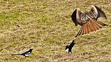 Vogelschar auf einer Wiese in Bernau: Besonders im Fokus standen zwei selbstbewusste Elstern, die offensichtlich das Sagen hatten. Als ...