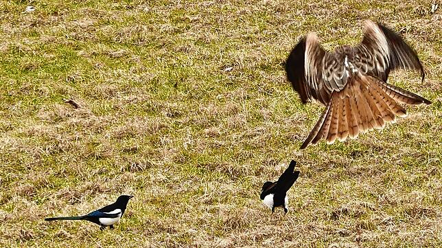 Vogelschar auf einer Wiese in Bernau: Besonders im Fokus standen zwei selbstbewusste Elstern, die offensichtlich das Sagen hatten. Als ...