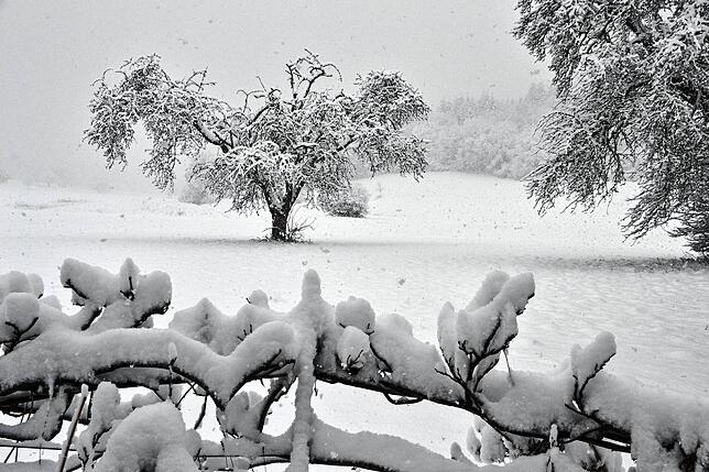 Bild 41: Das kommt so bald nicht wieder: Neue Bilder aus dem Winterwunderland rund um Überlingen und Salem
