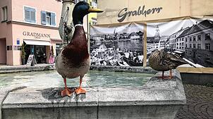 Die Enten stehen auf der Umrandung des Kaiserbrunnens. Vorne das Männchen, hinten das Weibchen.