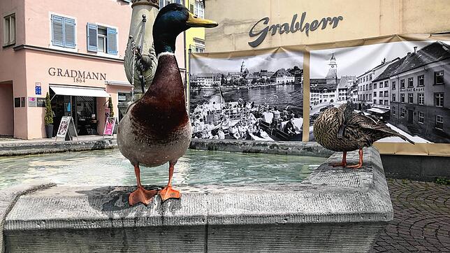 Die Enten stehen auf der Umrandung des Kaiserbrunnens. Vorne das Männchen, hinten das Weibchen.