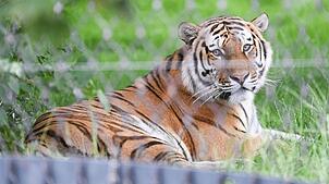 Noch liegt der Tiger alleine im Gras.