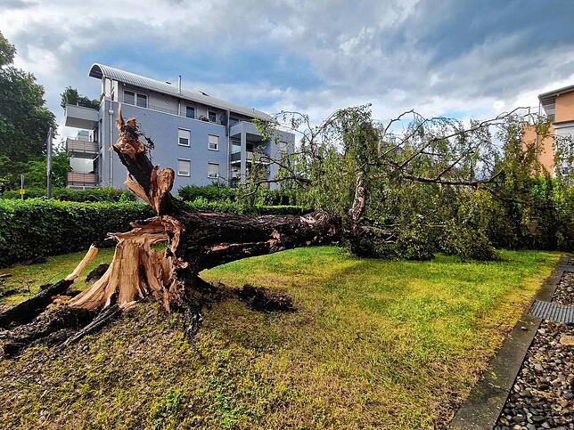 Stattliche Bäume knickte der Sturm einfach um, wie diesen Baum in der Waldstraße.