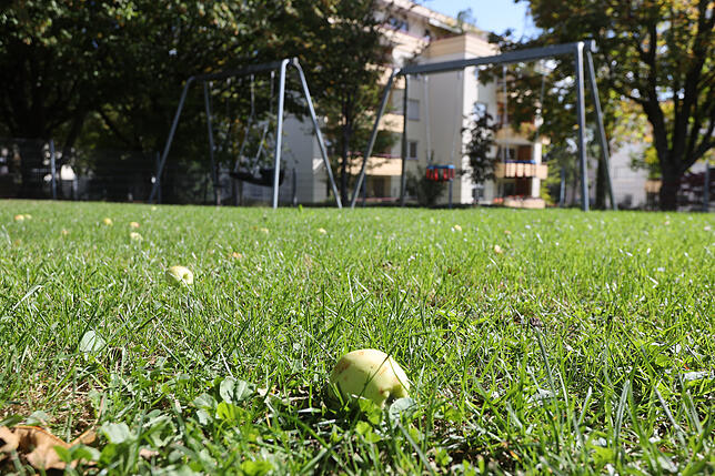 Auf dem Spielplatz in Litzelstetten liegen diese Äpfel auf dem Boden. Städtische Mitarbeiter sammeln sie regelmäßig auf – um die ...