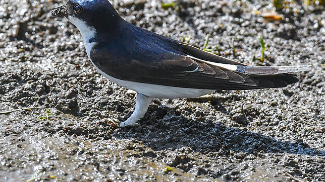 Lehm und schlammige Erde sind gefragt: Hier holt sich eine Mehlschwalbe Baumaterial für ihr Nest.