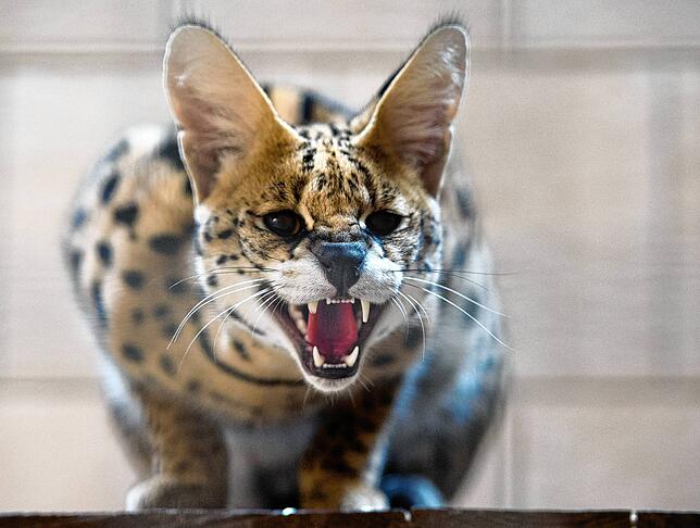 Solch eine exotische Raubkatze tigerte 2016 mehrere Tage durch Friedrichshafen. Der Serval wurde letztlich tot gefunden. (Archivbild)