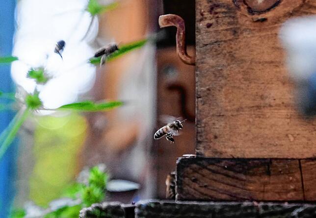 Bild 3: Im Einklang mit dem großen Summen: Zwei Imker erklären uns ihr spannendes Hobby &ndash; und, wie sie Stichen aus dem Weg gehen