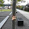 Wer macht den so was? Dieser Baum im Neckarpark wurde mutwillig kaputtgemacht.Bilder: Stadt VS