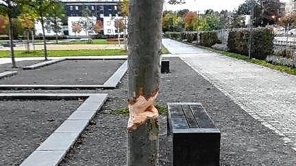 Wer macht den so was? Dieser Baum im Neckarpark wurde mutwillig kaputtgemacht.Bilder: Stadt VS