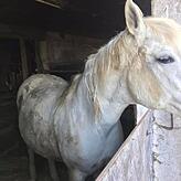 Dieses Pferd ist ausgemergelt, weil es nicht genügend Futter bekommen hat.