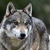 Ein möglicher Wolf ist in Grafenhausen in eine Fotofalle getappt.
