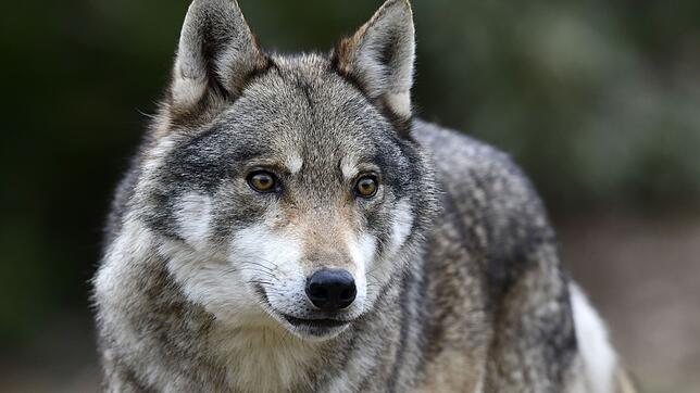 Ein möglicher Wolf ist in Grafenhausen in eine Fotofalle getappt.