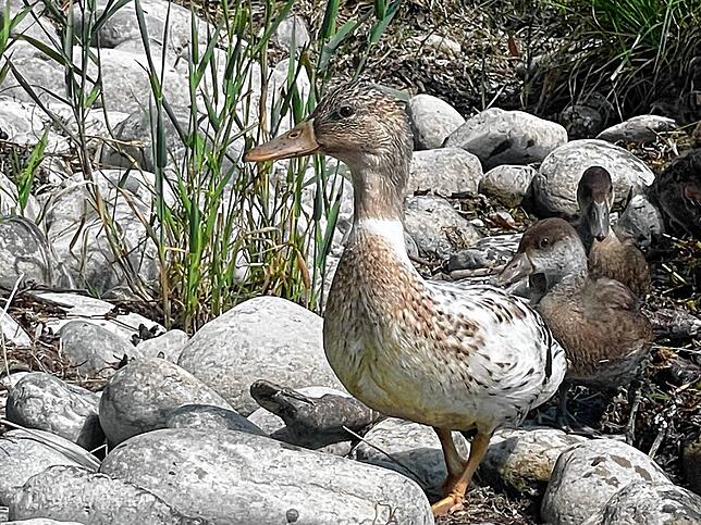 Nach sieben Wochen sind die Küken zu richten Enten herangewachsen und ziehen in den Bodensee.