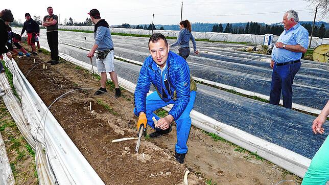 Küchenchef George Ferenczi ist aktiv beim Spargelstechen dabei.
